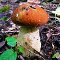 Загадки про гриби